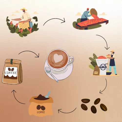 Coffee Process Infographic View