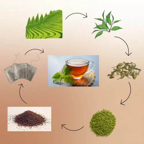 Tea Process Infographic View