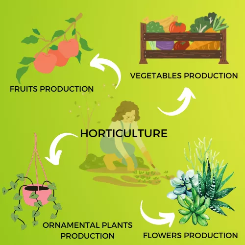 HORTICULTURE INFOGRAPHIC VIEW