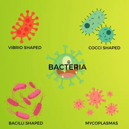 BACTERIAL INFOGRAPHIC VIEW