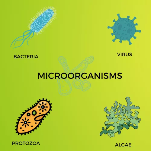 MICROORGANISMS INFOGRAPHIC VIEW