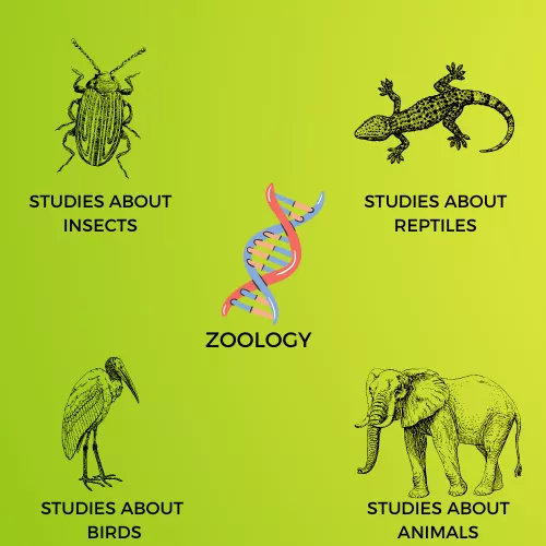 ZOOLOGY INFOGRAPHIC VIEW