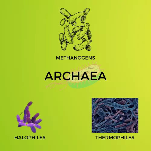 ARCHAEA INFOGRAPHIC VIEW
