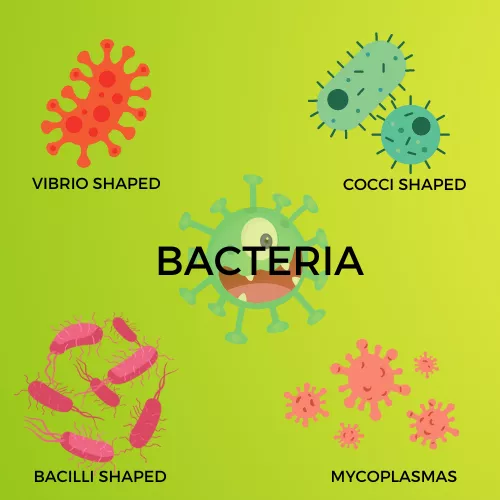 BACTERIA INFOGRAPHIC VIEW