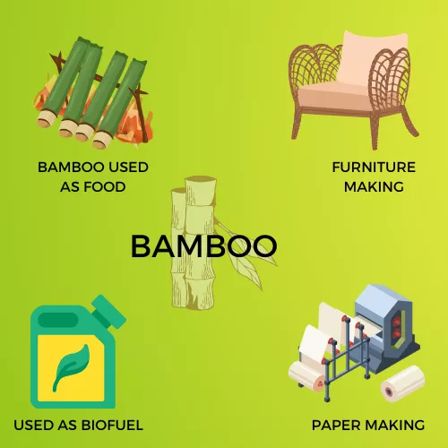 BAMBOO INFOGRAPHIC VIEW