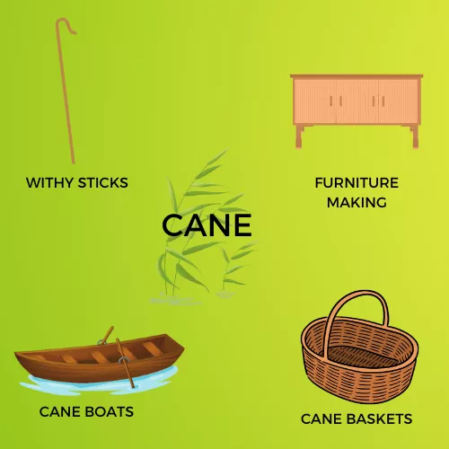 CANE INFOGRAPHIC VIEW