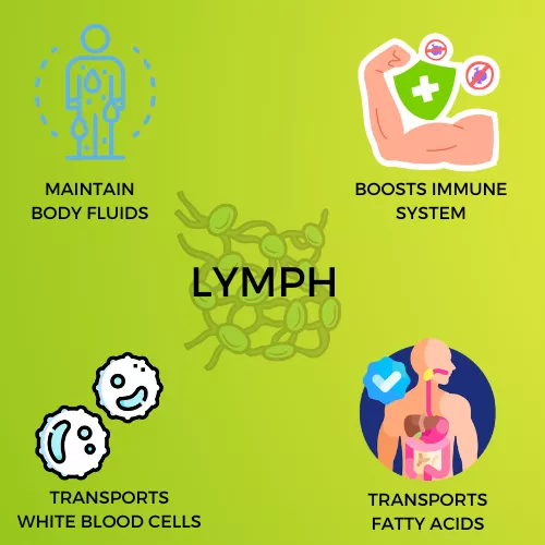 LYMPH INFOGRAPHIC VIEW