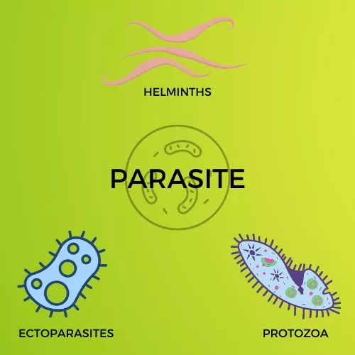 PARASITE INFOGRAPHIC VIEW