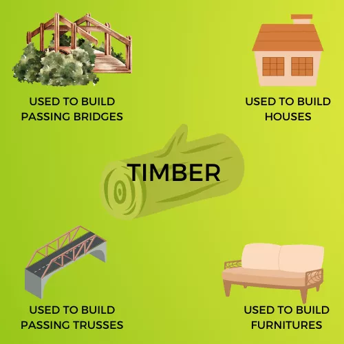 TIMBER INFOGRAPHIC VIEW